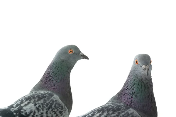 Retrato Palomas Aisladas Sobre Fondo Blanco —  Fotos de Stock