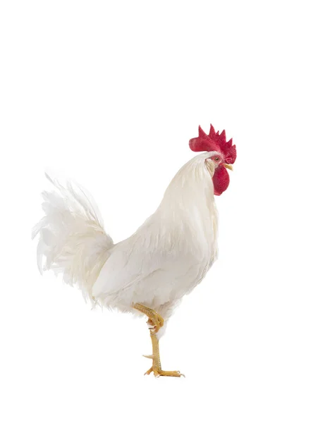 Coq Marche Isolé Sur Fond Blanc — Photo