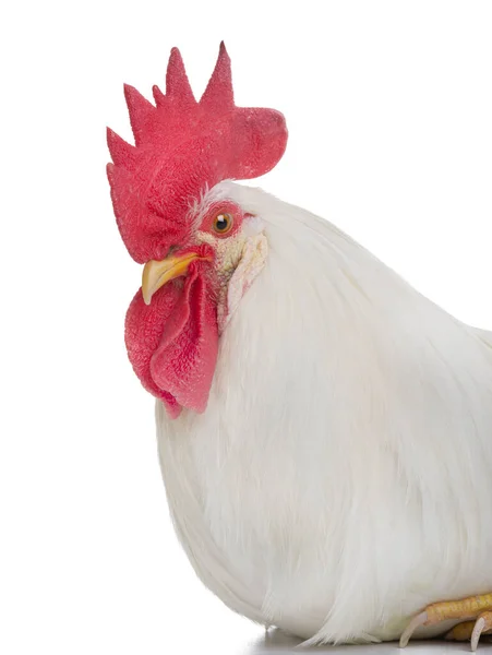 白い背景に孤立した肖像画の雄鶏 — ストック写真