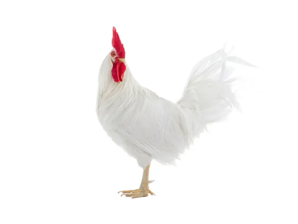 白い背景に隔離された歩行鶏 — ストック写真
