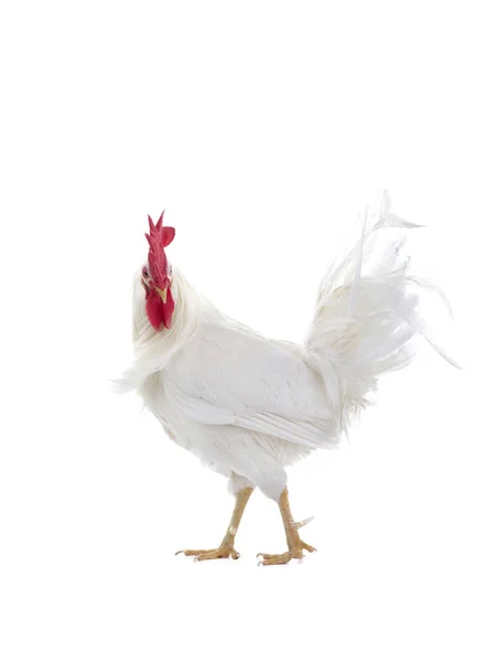 Walking Rooster Isolated White Background — Stock Photo, Image