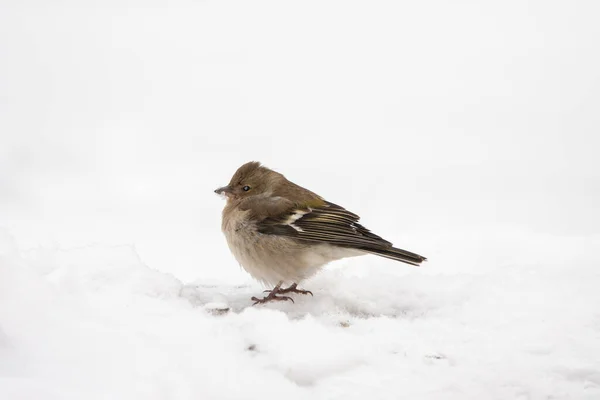 Finch Stands Snow Big Frost Winter — Stock Photo, Image