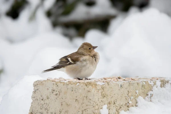 Finch Stands Snow Big Frost Winter — Stock Photo, Image