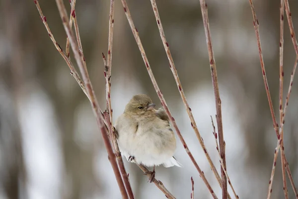 Finch Sits Branch Winter Big Frost — Stock Photo, Image