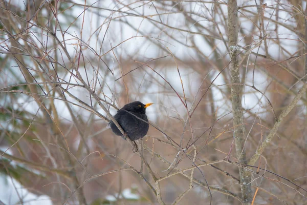 Blackbird Sitting Tree Branch White Background — Stock Photo, Image