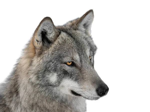 Gray Wolf Portrait Isolated White Background — Stock Photo, Image