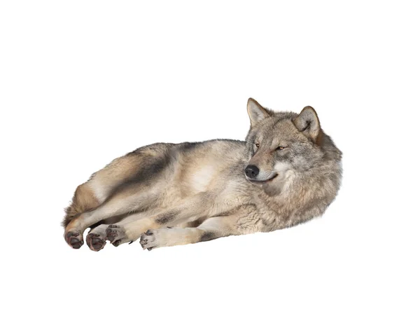 Gray Wolf Lies Isolated White Background — Stock Photo, Image