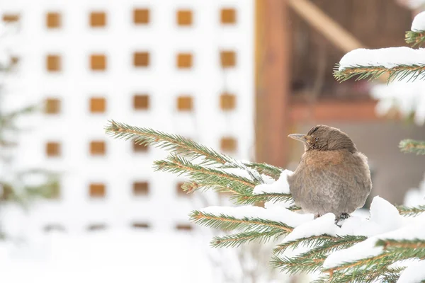 Songbird Siedzi Przy Oknie Drzewie Podczas Wielkiego Marzenia Śniegu — Zdjęcie stockowe