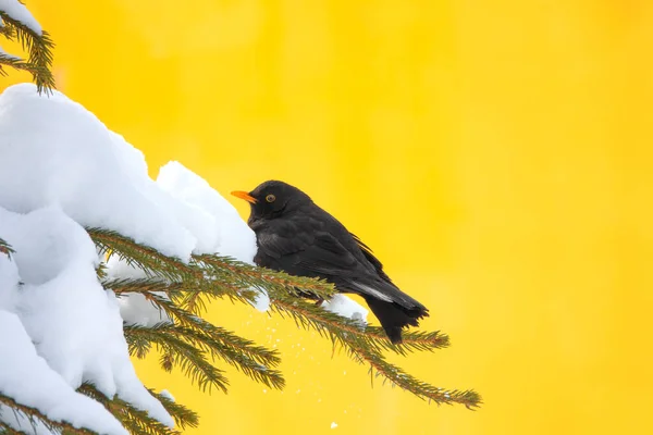 Turdus Merula Zangvogel Zit Een Sparren Tak Een Gele Achtergrond — Stockfoto