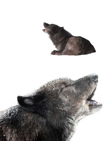 Howling Canadian Black Wolf Isolated White Background — Stock Photo, Image