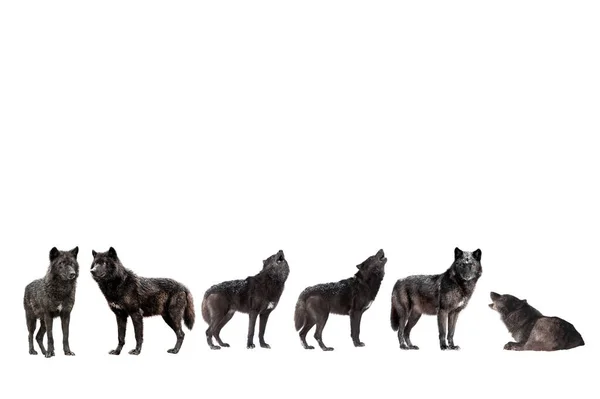 Collage Wolves Winter Isolated White Background — Stock Photo, Image