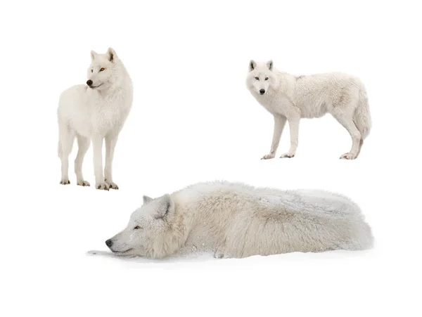 Lobo Ártico Branco Jaz Neve Durante Nevadas Isolado Sobre Fundo — Fotografia de Stock