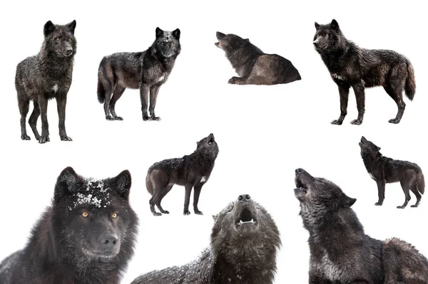 Collage Wolves Winter Isolated White Background — Stock Photo, Image