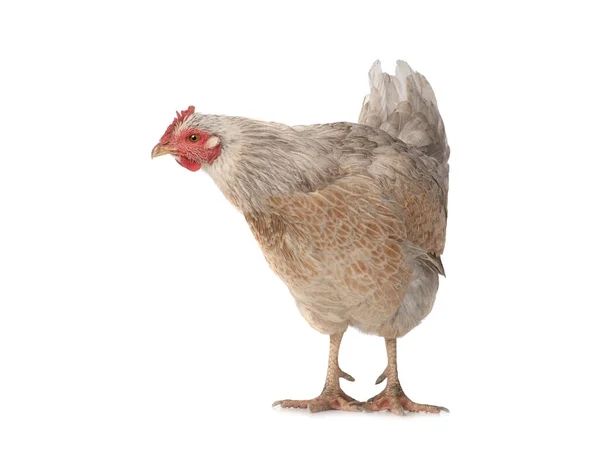 Pollo Marrone Isolato Uno Sfondo Bianco — Foto Stock