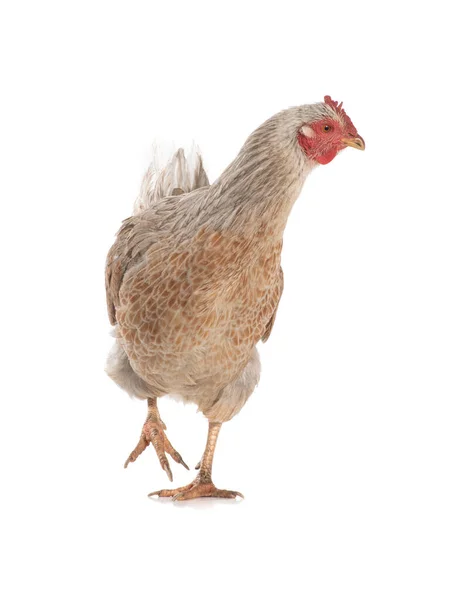 Running Chicken Isolated White Background — Stock Photo, Image