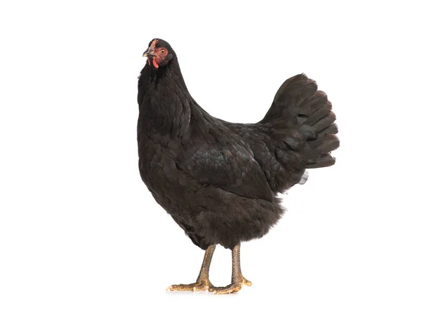 Черная Курица Белом Фоне — стоковое фото
