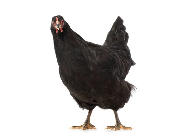 Black Chicken Isolated White Background — Stock Photo, Image