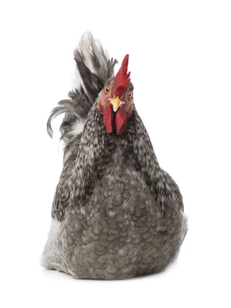 Ayam Jago Abu Abu Yang Terkejut Terisolasi Pada Latar Belakang — Stok Foto