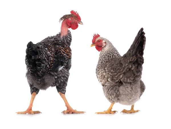 Hahn Und Huhn Isoliert Auf Weißem Hintergrund — Stockfoto