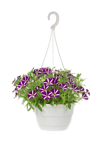 Ramo Petunias Púrpura Aislado Sobre Fondo Blanco — Foto de Stock