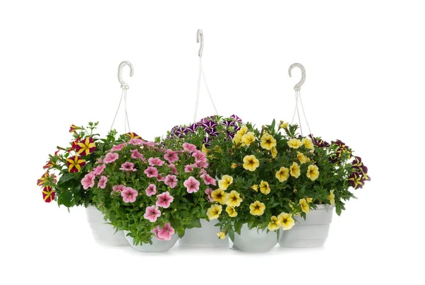 Boeketten Van Petunia Bloemen Geïsoleerd Witte Achtergrond — Stockfoto