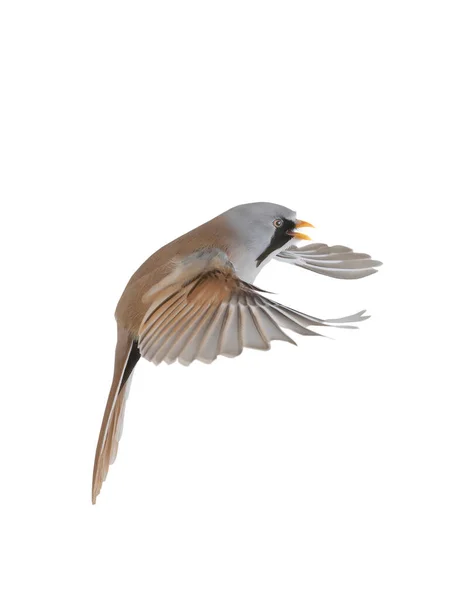 Bird Flight Male Beraded Tit Panurus Biarmicus Isolated White Background — ストック写真