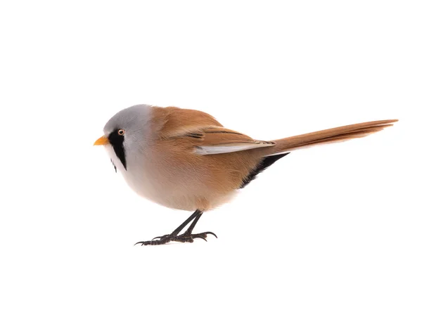 Male Beraded Tit Panurus Biarmicus Isolated White Background — Stock Photo, Image