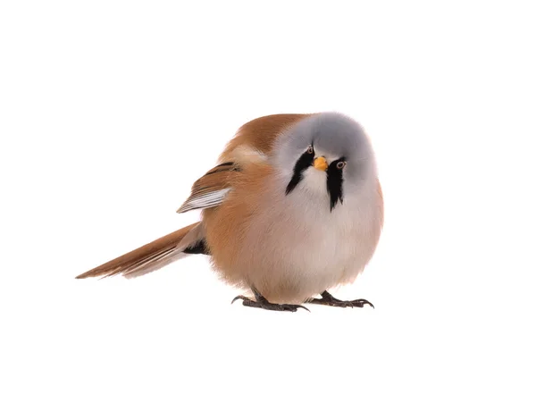 Male Beraded Tit Panurus Biarmicus Isolated White Background — ストック写真