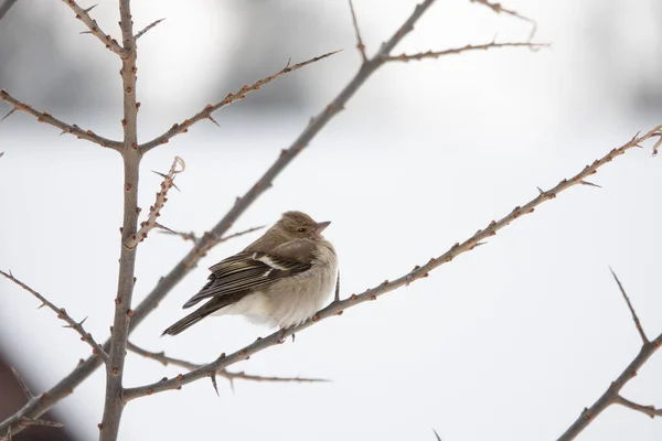 Finch Sits Branch Winter Big Frost Royalty Free Stock Images
