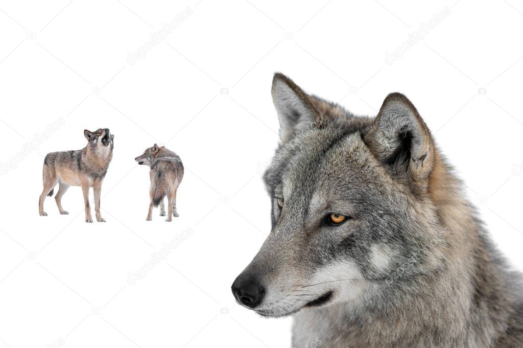 howling wolf and she-wolf isolated on white background