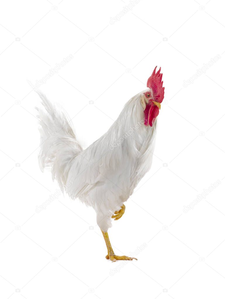 walking rooster isolated on white background