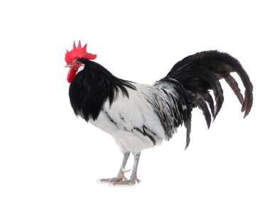 Beyaz arka planda siyah beyaz Lakenfelder horozu.