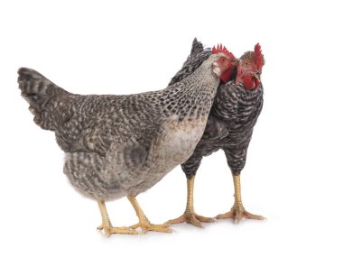 Beyaz arka planda izole horoz gagaları.