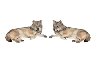 Beyaz arka planda izole edilmiş iki gri kurt yatıyor.