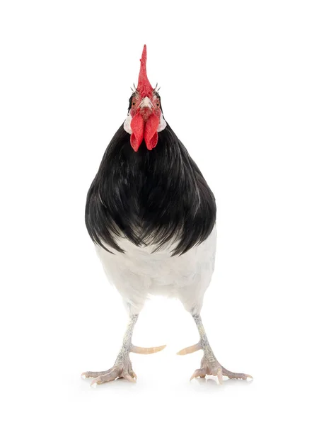 在白色背景上隔离的黑白公鸡 — 图库照片