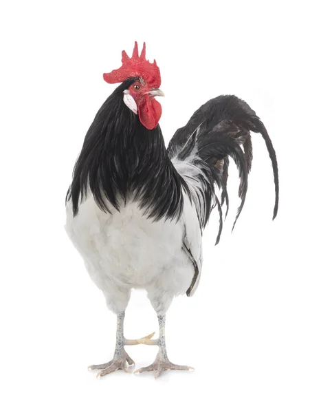 Gallo Bianco Nero Isolato Sfondo Bianco — Foto Stock