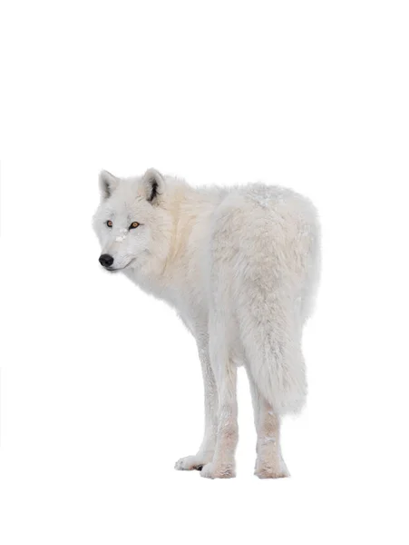 Polar White Wolf Snow Isolated White Background — Stock Photo, Image