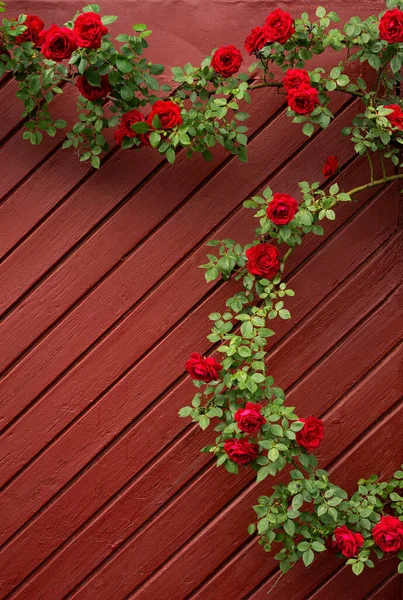 Rosa Vermelha Fundo Uma Velha Madeira Vermelha — Fotografia de Stock