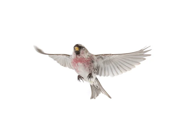 Euraziatische Linnet Vlucht Geïsoleerd Witte Achtergrond — Stockfoto