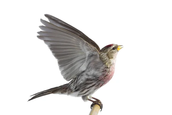 Eurasian Linnet Voo Isolado Sobre Fundo Branco — Fotografia de Stock