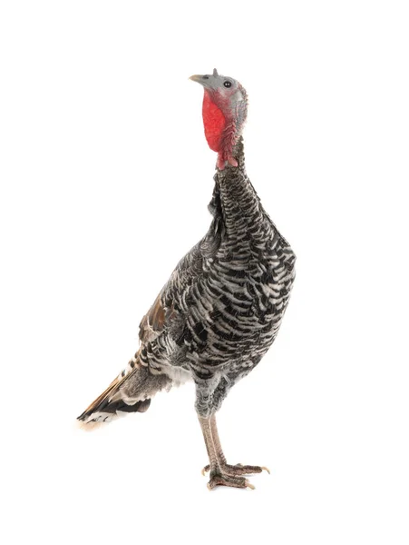 Female Turkey Stand White Background — Stock Photo, Image