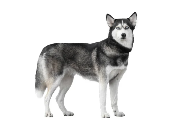 Husky Hond Geïsoleerd Witte Achtergrond — Stockfoto