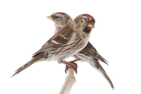 Dois Eurasian Linnet Isolado Fundo Branco — Fotografia de Stock