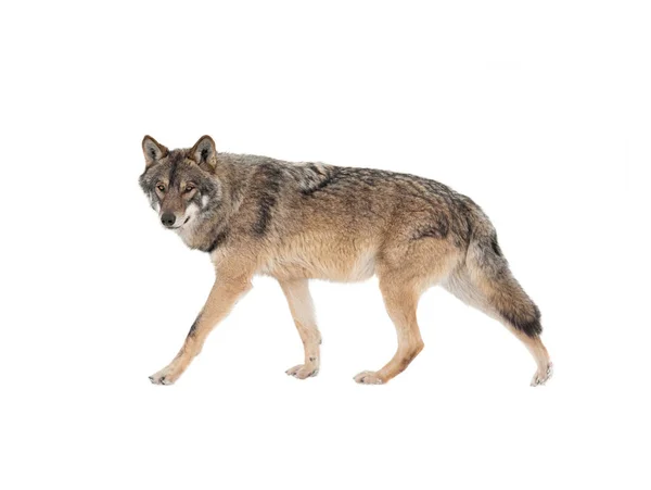 Wandelen Grijze Wolf Geïsoleerd Witte Achtergrond — Stockfoto