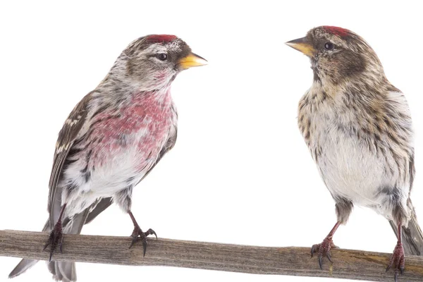 Két Fehér Alapon Izolált Eurázsiai Linnet — Stock Fotó