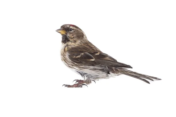 Eurasian Linnet Isolado Sobre Fundo Branco — Fotografia de Stock