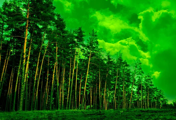 Zelené Kmeny Borovic Pozadí Lesa Krásnou Oblohou — Stock fotografie