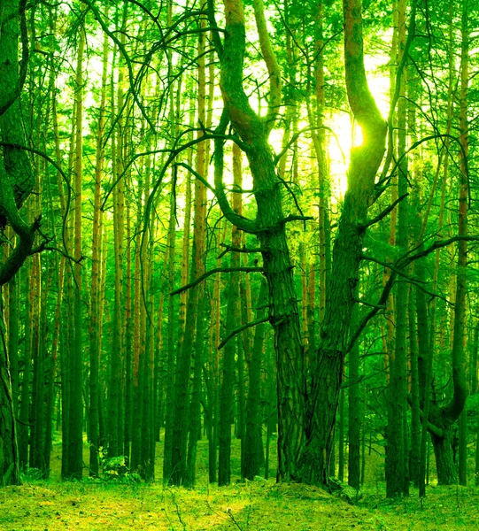 Zelené Kmeny Stromů Zapadajícím Slunci Divokém Lese — Stock fotografie