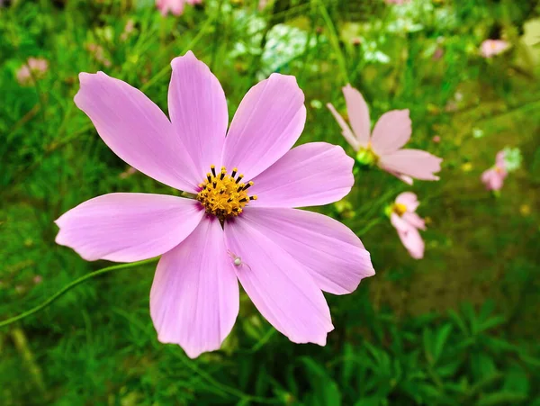 Flores Kosmeya Creciendo Jardín —  Fotos de Stock