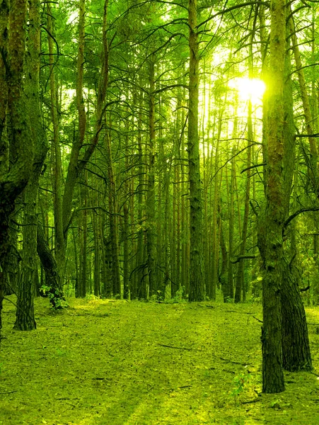 Des Troncs Arbres Verts Soleil Couchant Dans Forêt Sauvage — Photo